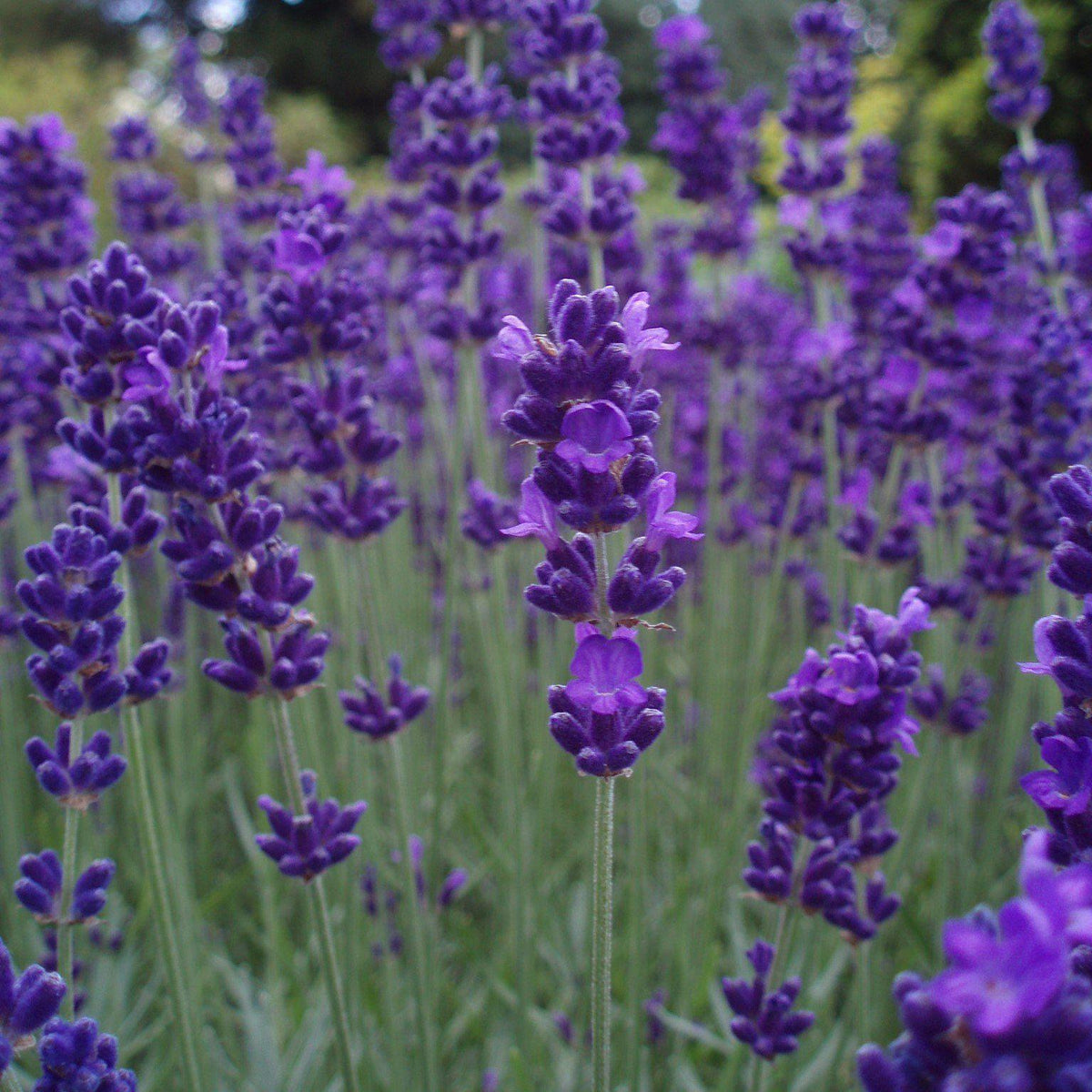 Lavandula angustifolia 'Armtipp01' ~ Big Time Blue English Lavender