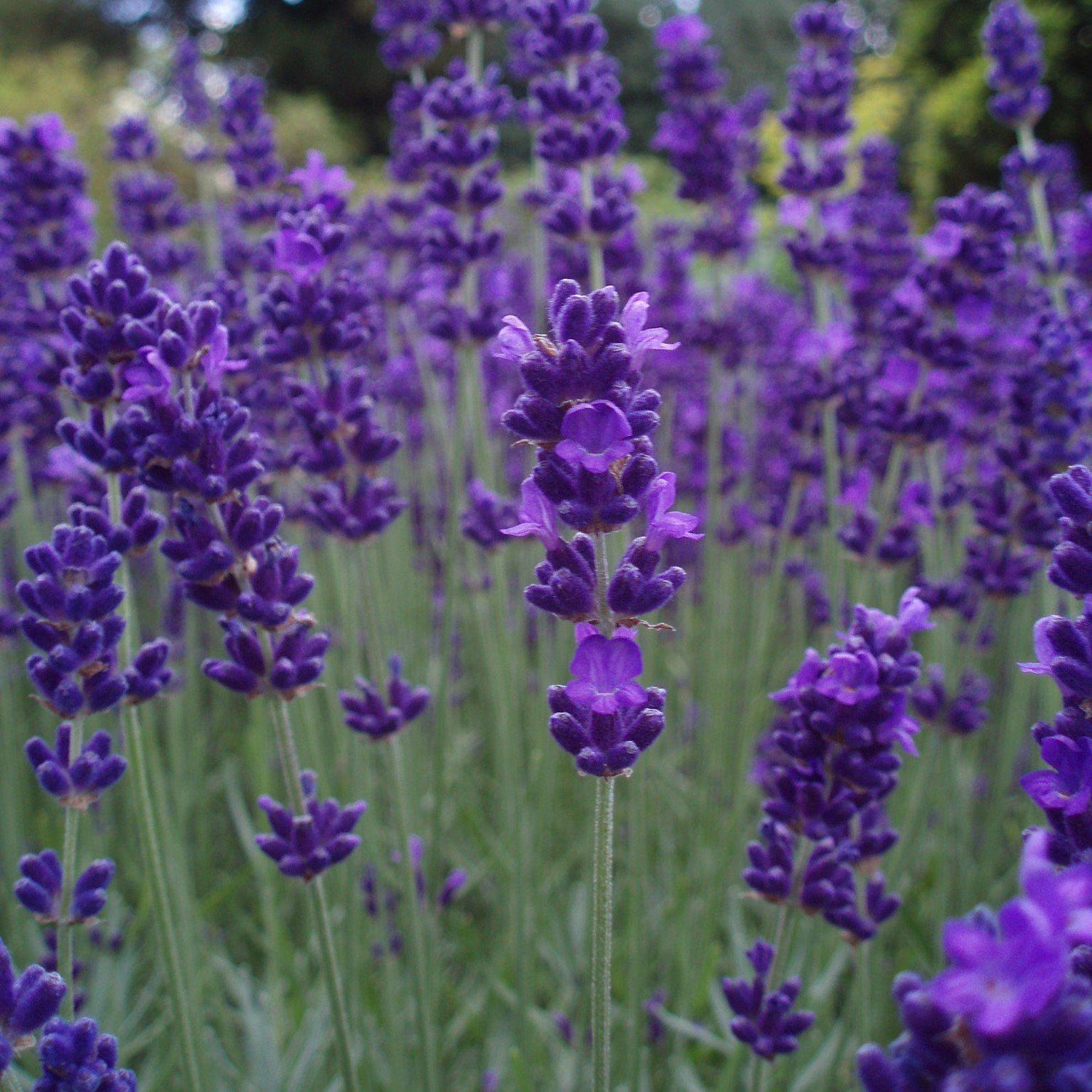 Lavandula angustifolia 'Armtipp01' ~ Big Time Blue English Lavender