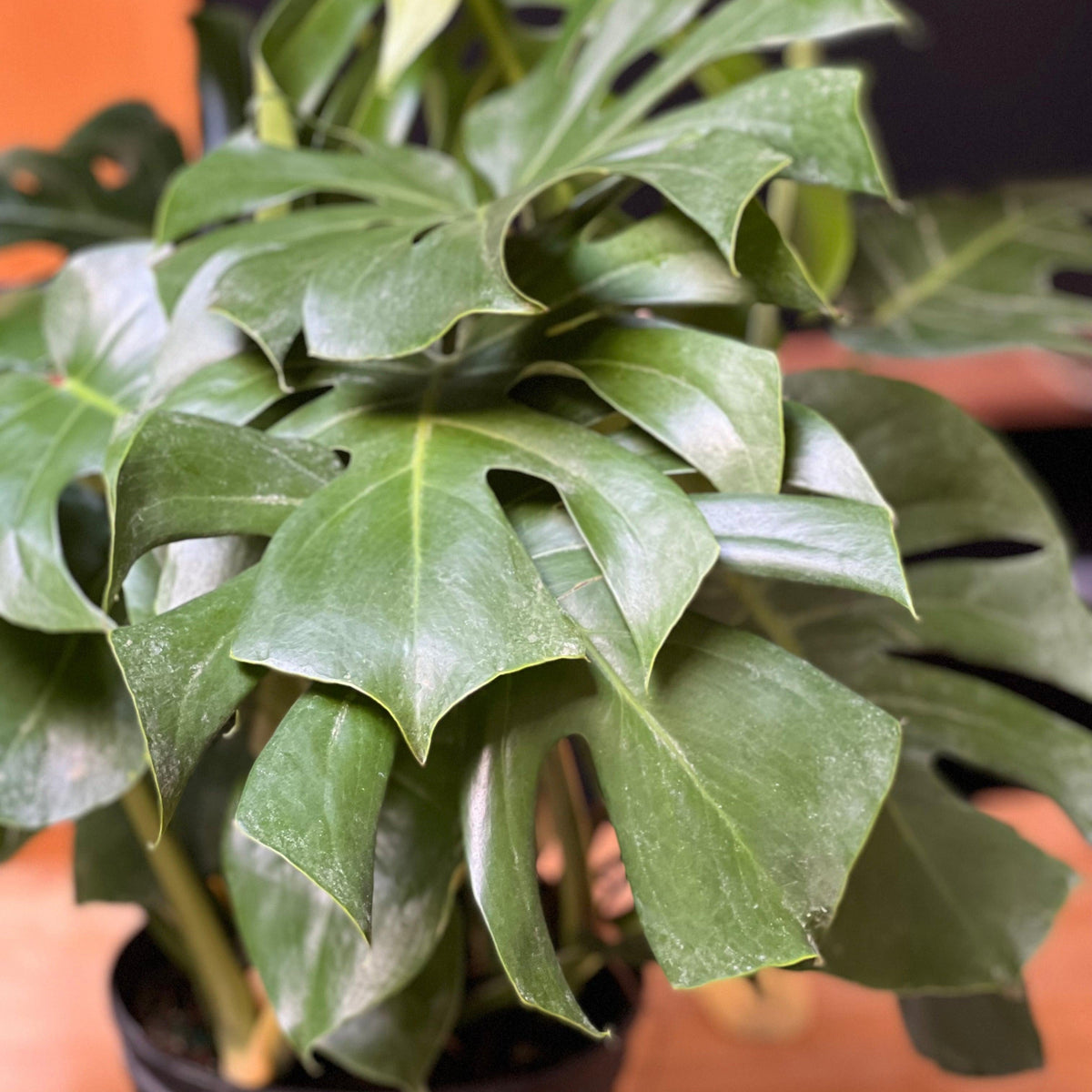 'Monstera deliciosa' ~ Monstera Deliciosa Philodendron