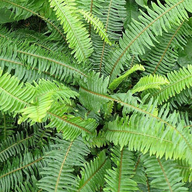 Nephrolepis obliterata 'Kimberly Queen' ~ PW® Kimberly Queen Fern