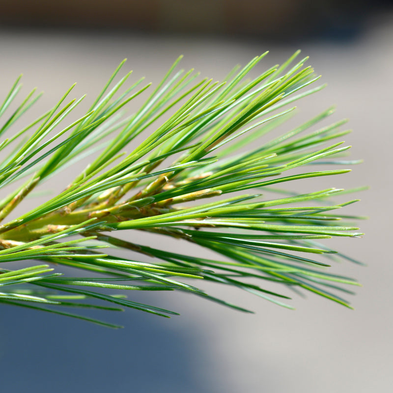 Pinus strobus 'Blue Shag' ~ Blue Shag White Pine