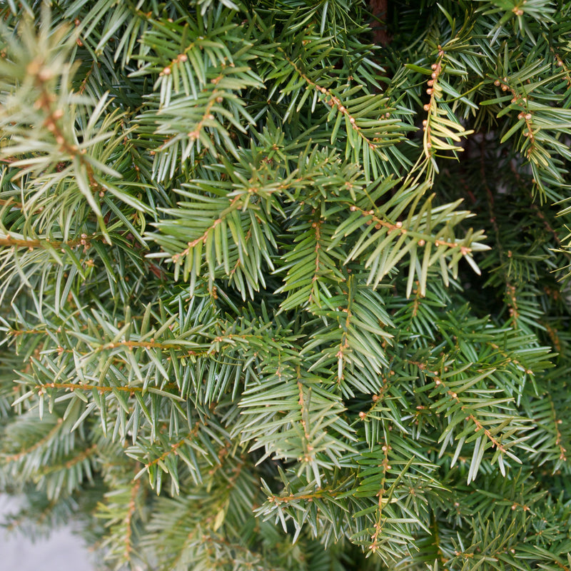 Taxus x media 'Brownii' ~ Brownii Yew