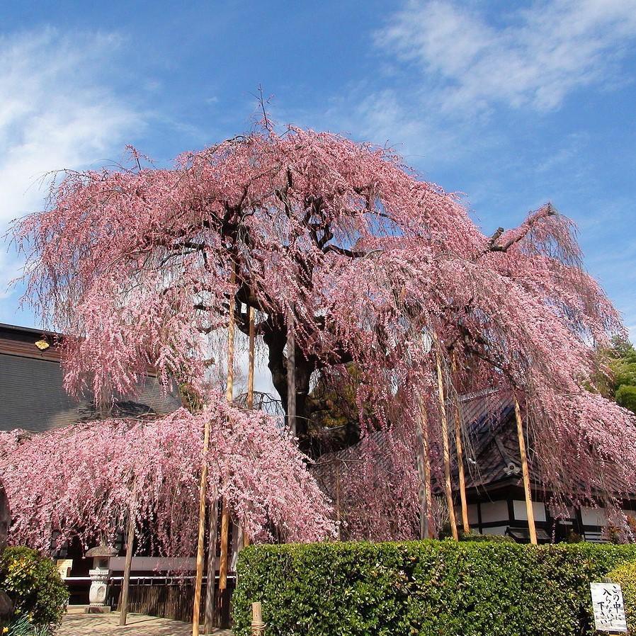 Prunus pendula ~ Weeping Cherry