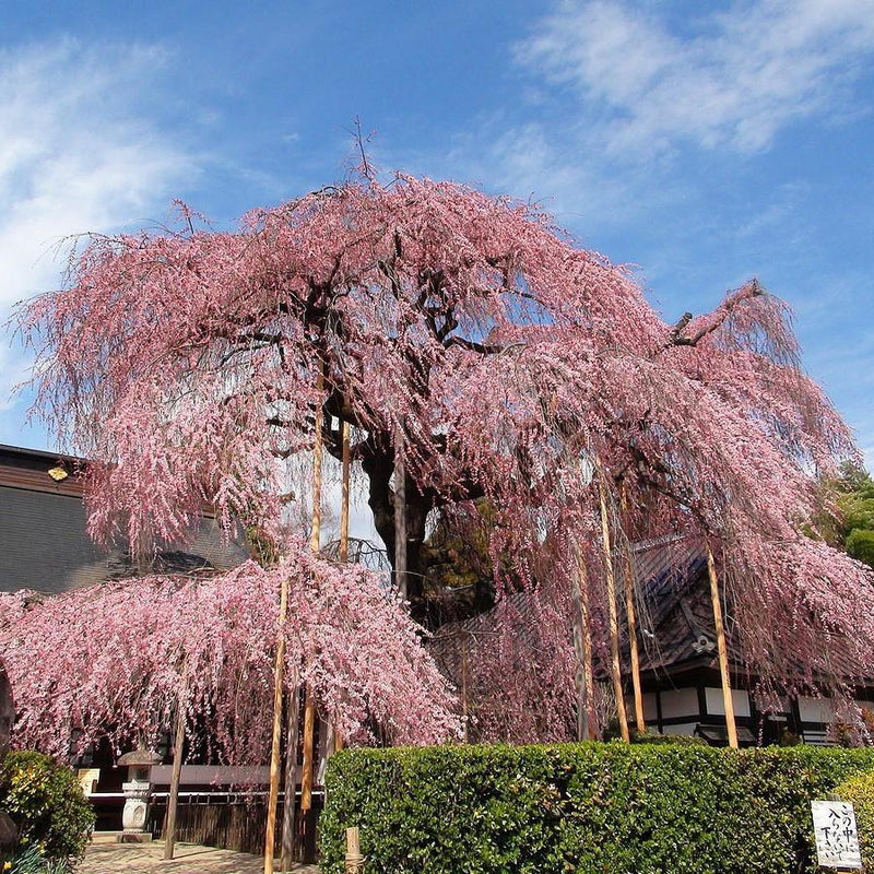 Prunus pendula ~ Weeping Cherry