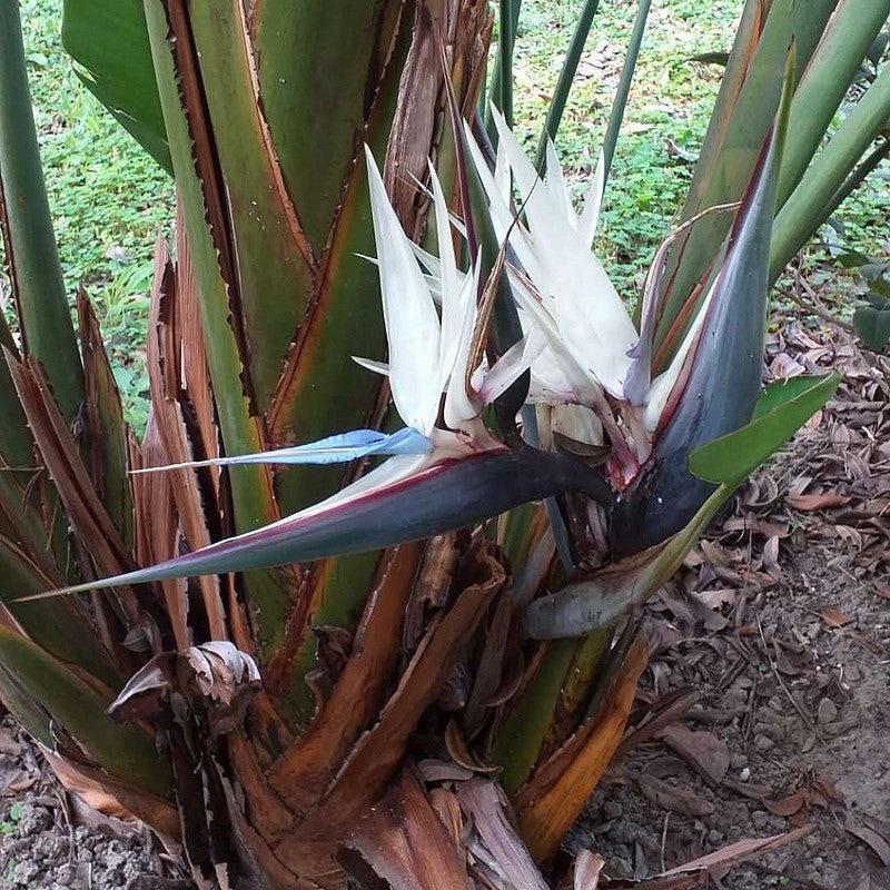 Strelitzia nicolai ~ White Bird of Paradise