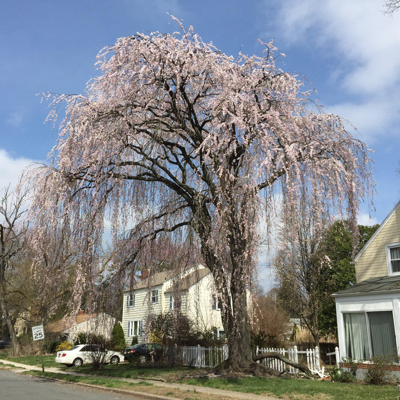 Prunus subhirtella 'Pendula' ~ Weeping Higan Cherry