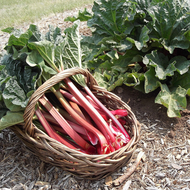 Rhubarb 'Crimson Red' ~  Crimson Red Rhubarb