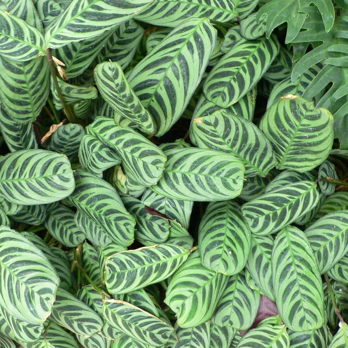 Ctenanthe burle-marxii ~ Burle Marx Calathea, Fishbone Prayer Plant