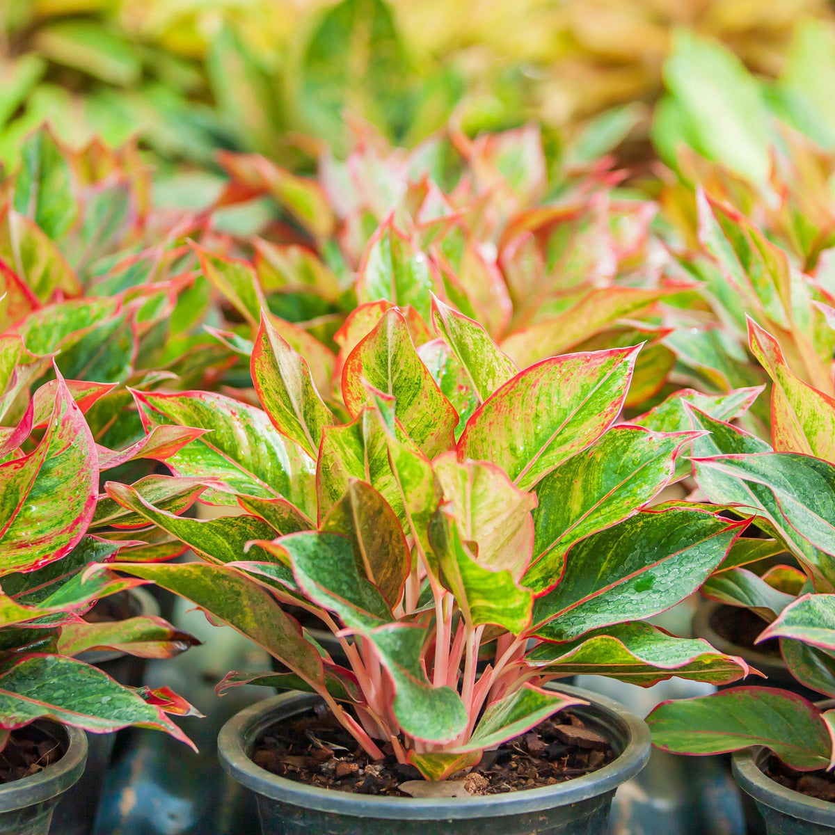 Aglaonema 'Siam' ~ Siam Red Chinese Evergreen