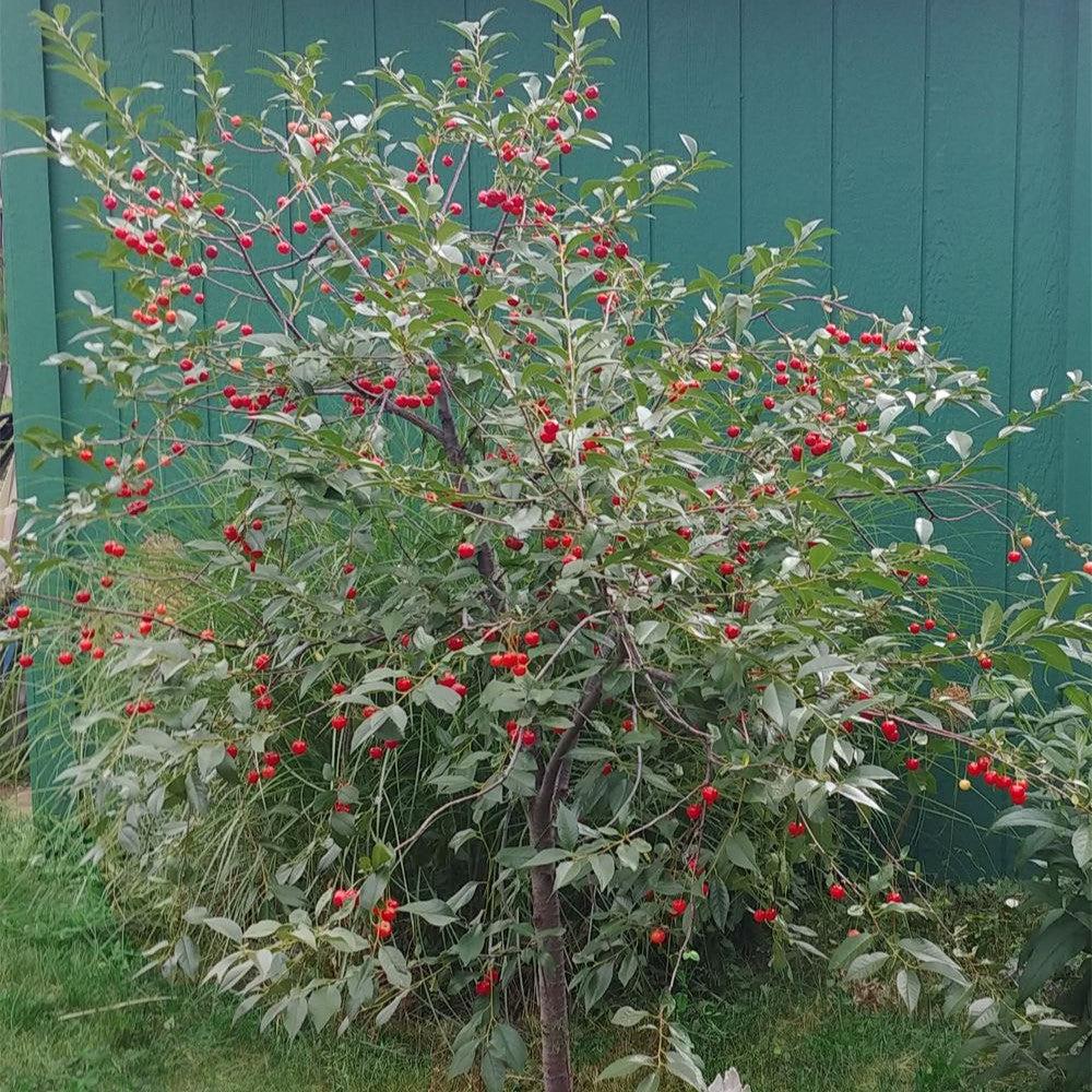 Prunus cerasus 'North Star' ~ North Star Sour Cherry