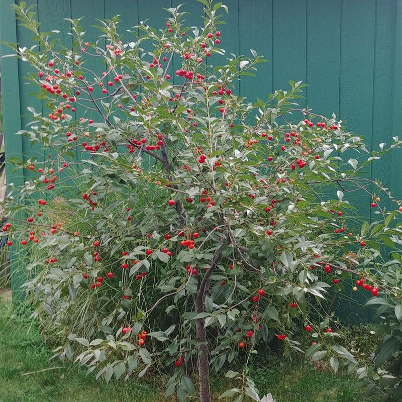 Prunus cerasus 'North Star' ~ North Star Sour Cherry