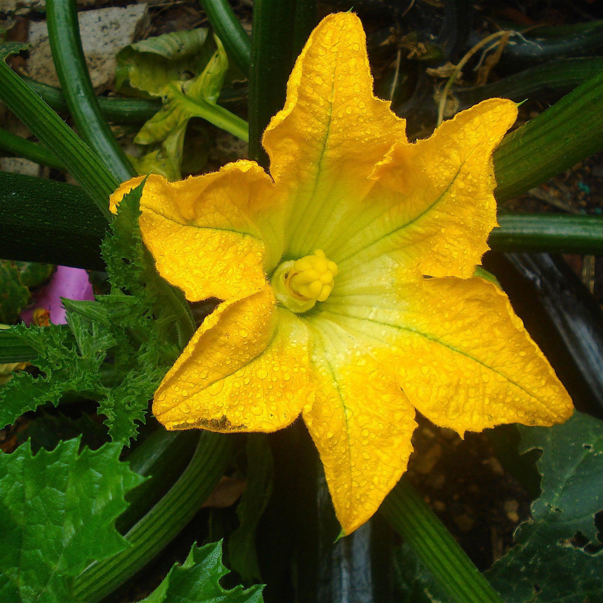 Cucurbita pepo var. cylindrica ~ Zucchini