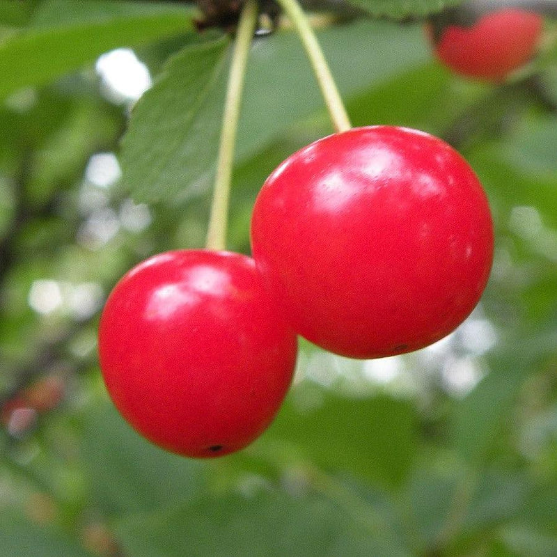 Prunus cerasus 'Montmorency' ~ Montmorency Cherry Tree