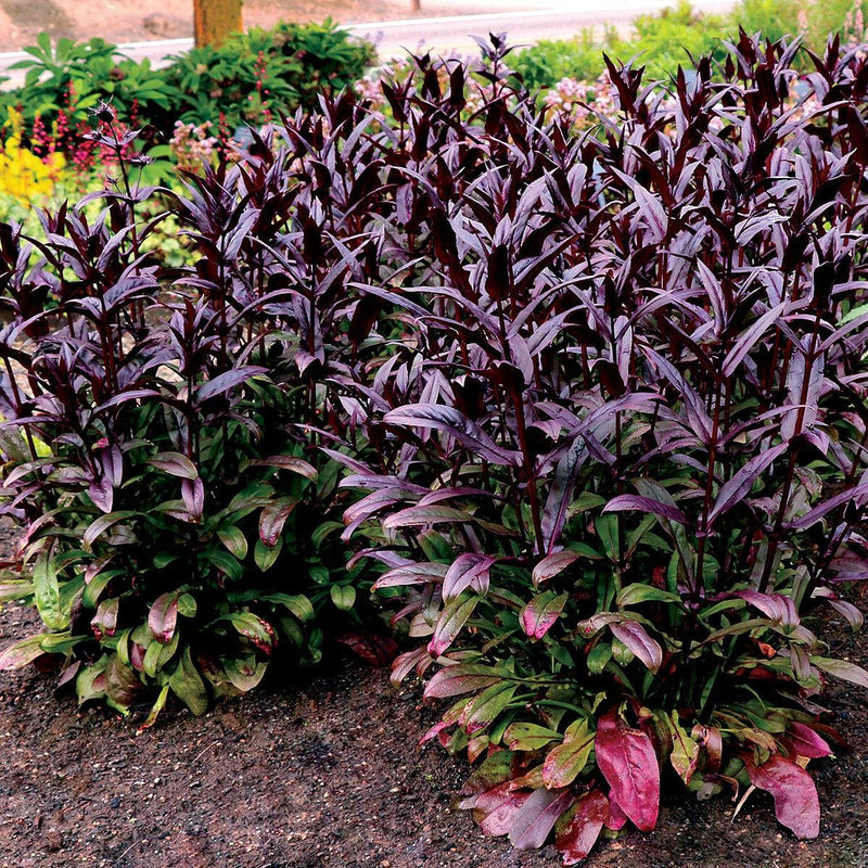 Penstemon digitalis 'TNPENDB' ~ DAKOTA™ Burgundy Beardtongue