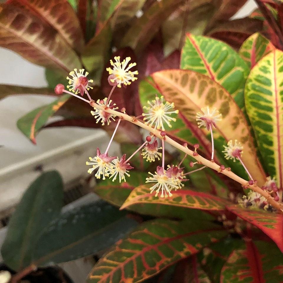 Codiaeum variegatum ~ Croton