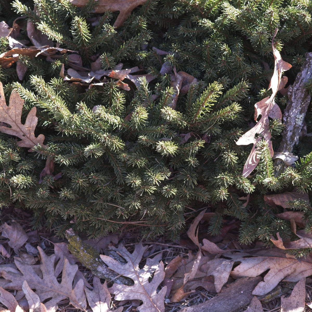 Picea glauca 'Pumila' ~ Dwarf Norway Spruce