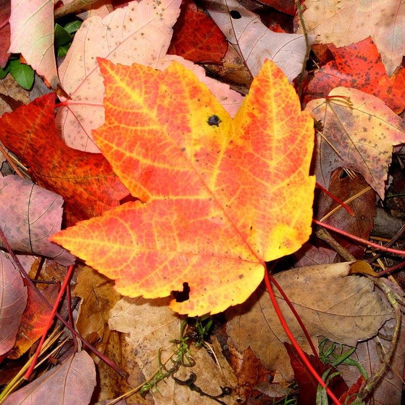 Acer rubrum 'JFS-KW78' ~ Armstrong Gold® Red Maple