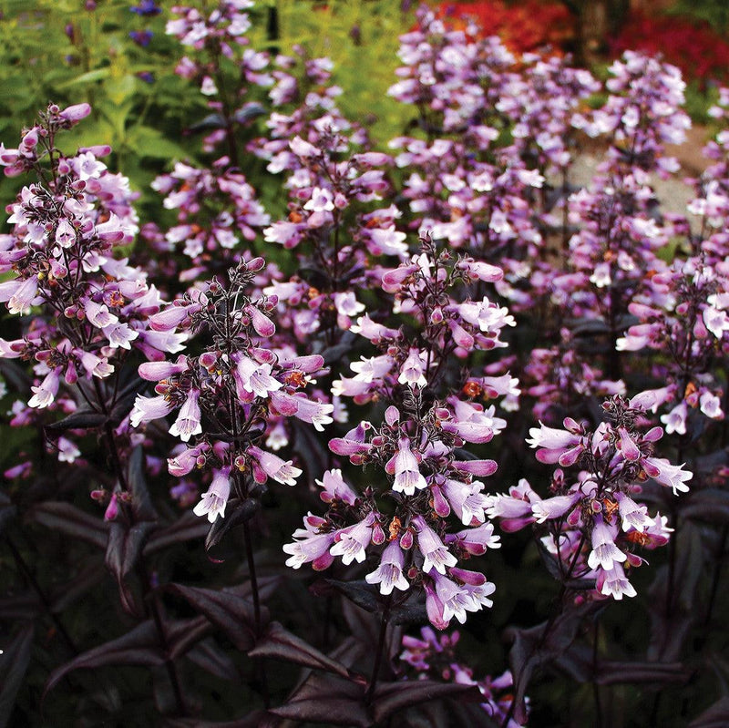 Penstemon digitalis 'TNPENDB' ~ DAKOTA™ Burgundy Beardtongue