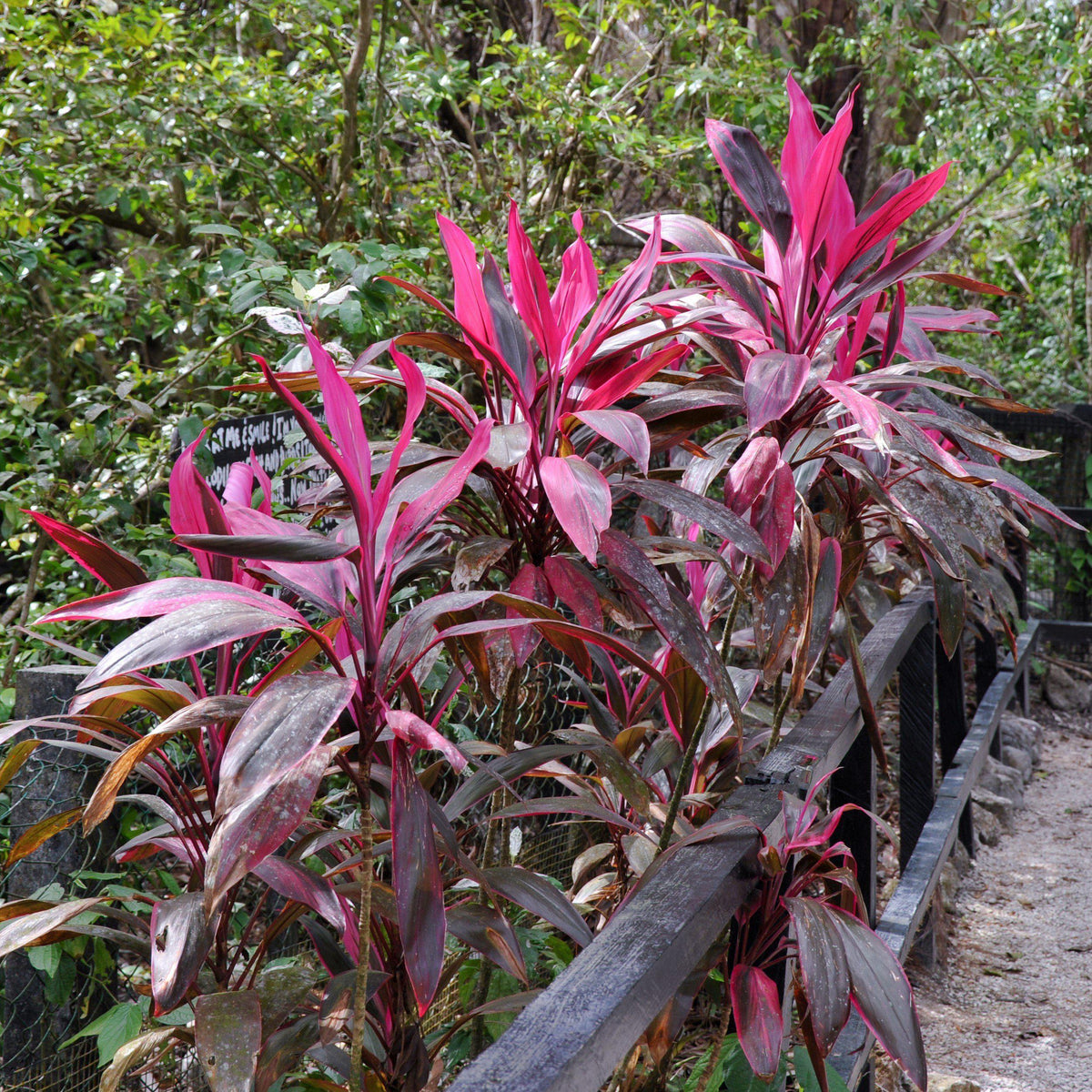 Cordyline fruticosa 'Red Sister' ~ Red Sister Ti Plant