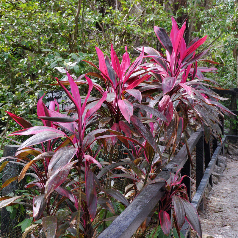 Cordyline fruticosa 'Red Sister' ~ Red Sister Ti Plant