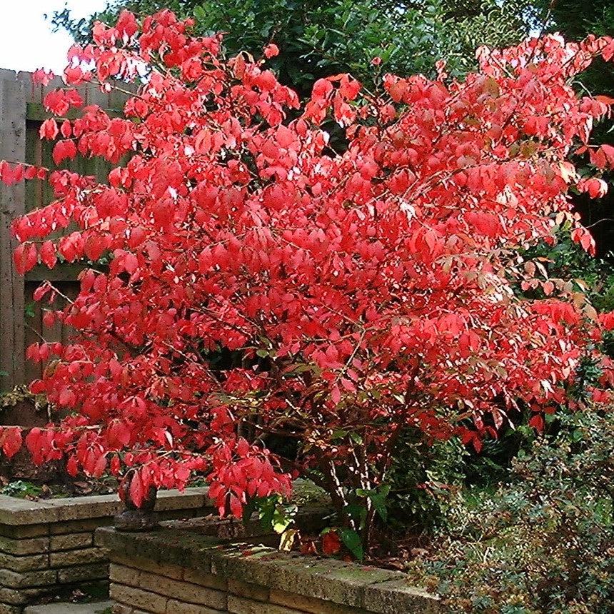 Euonymus alatus ~ Burning Bush