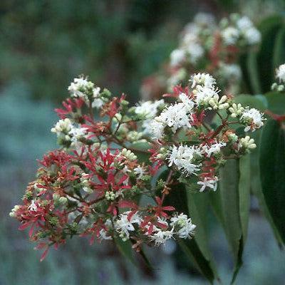 Heptacodium miconioides ~ Seven-Son Flower